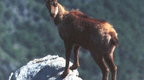 bracconaggio