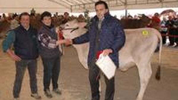 razza bruna clusone