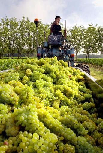 vendemmia vino vendemmia vino