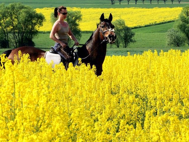 Immagine per None