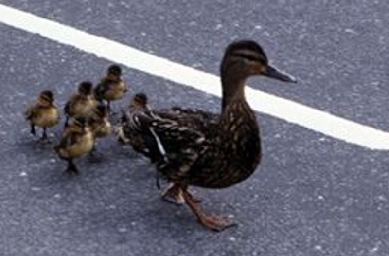 Ranica al lavoro per salvare dalle auto gli animali domestici Ranica al lavoro per salvare dalle auto gli animali domestici