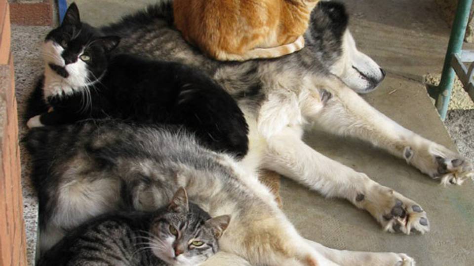 Il quartetto: quando si dice andare d'amore e d'accordo - Foto di Barbara