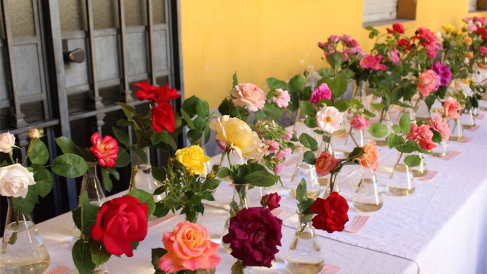 Giornata del fascino delle piante Il 18 maggio tutti all’Orto Botanico Giornata del fascino delle piante Il 18 maggio tutti all’Orto Botanico