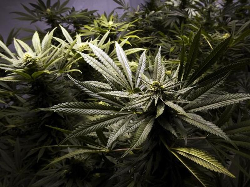 Piantine di marijuana Piantine di marijuana