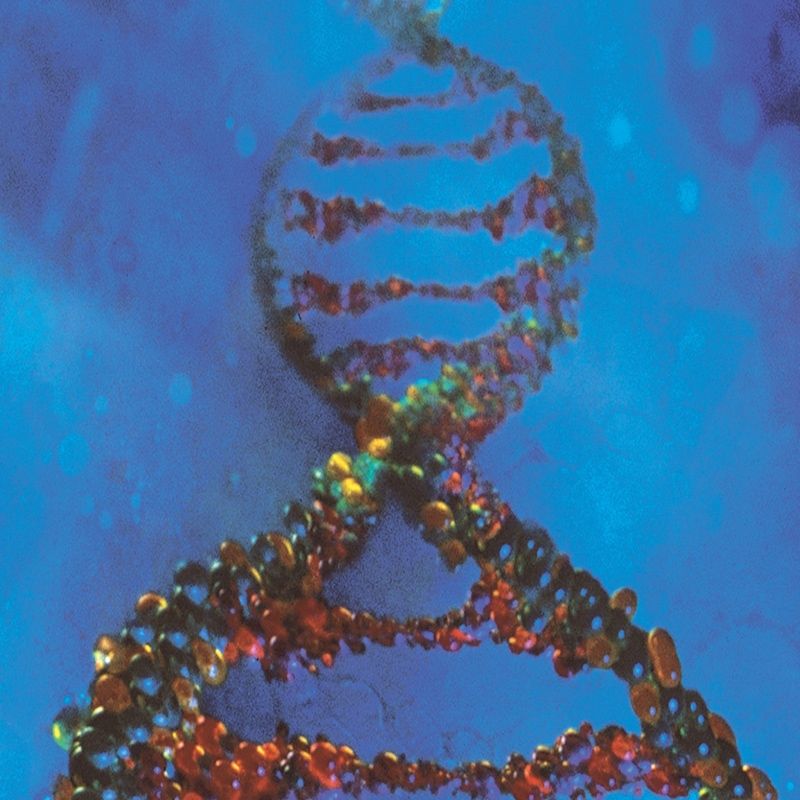 L’elica del DNA umano L’elica del DNA umano