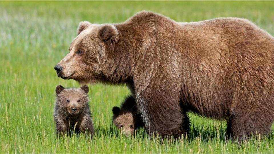 Morta orsa, i cuccioli si sono riuniti Morta orsa, i cuccioli si sono riuniti