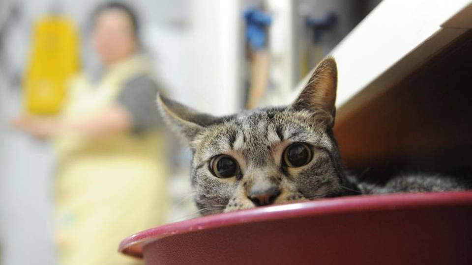 Il «killer dei gatti» va a processo Mercoledì il 40enne in tribunale Il «killer dei gatti» va a processo Mercoledì il 40enne in tribunale