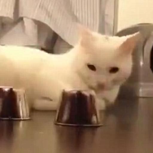 Mai dire gatto se non l’hai nel sacco E se poi piazza zampate così... Cronaca