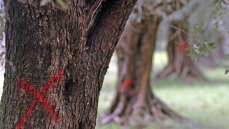 Xylella fastidiosa: in Lombardia non c’è Salve anche le coltivazioni del Sebino Xylella fastidiosa: in Lombardia non c’è Salve anche le coltivazioni del Sebino