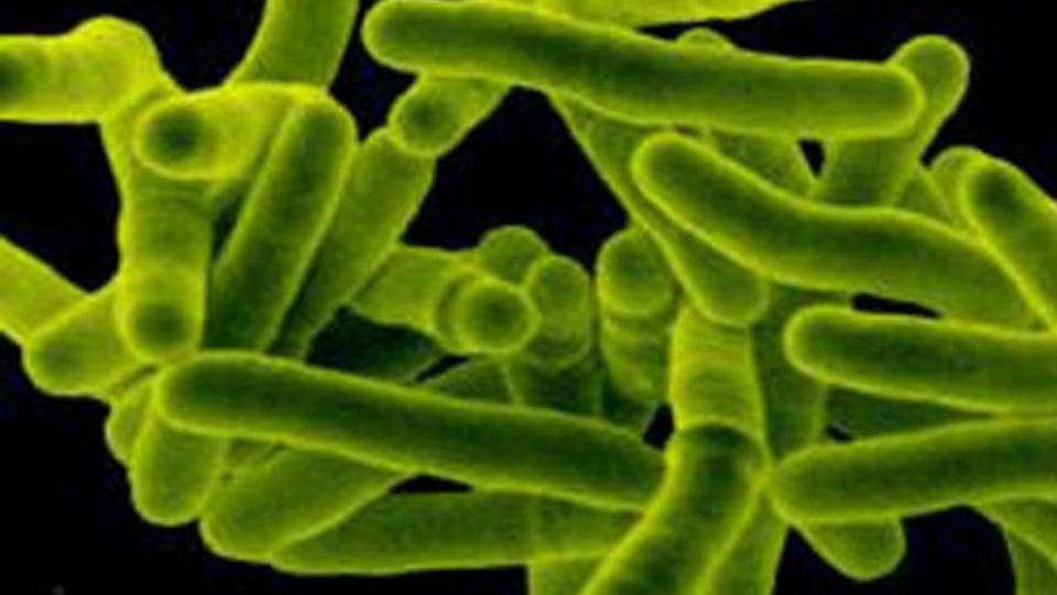 Tubercolosi sempre più «resistente» In Italia si registrano circa cinquemila casi Tubercolosi sempre più «resistente» In Italia si registrano circa cinquemila casi