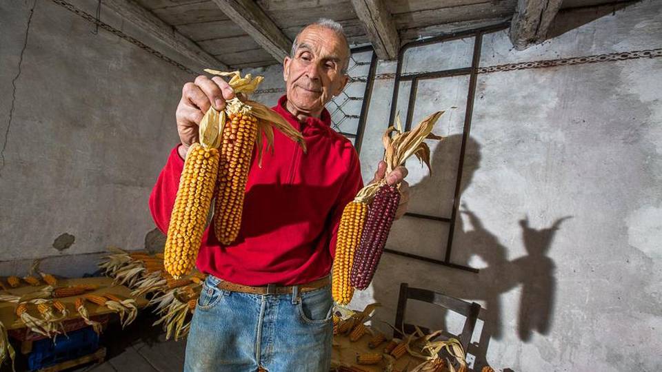 Habemus il mais brembano? Si studia quello coltivato a Lenna Habemus il mais brembano? Si studia quello coltivato a Lenna
