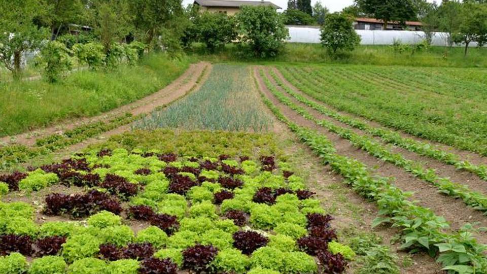 Il decalogo dell’agricoltura sostenibile Il decalogo dell’agricoltura sostenibile