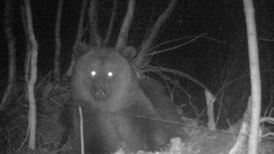 Il giallo dell’orso scomparso Avvistamento in Valcamonica - Video Il giallo dell’orso scomparso Avvistamento in Valcamonica - Video