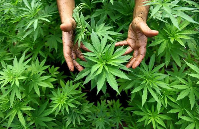 Piantine di cannabis Piantine di cannabis