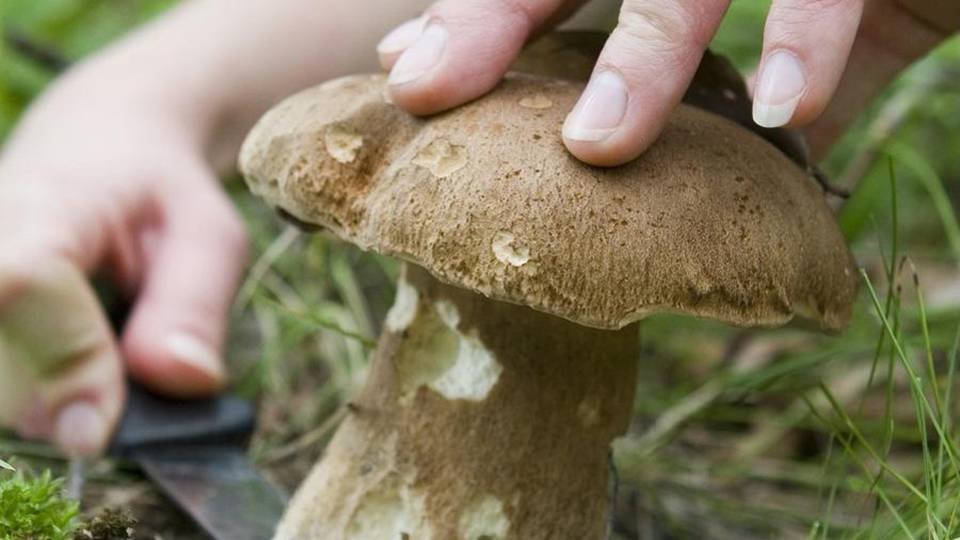 Clima troppo secco per i funghi: niente ticket, saltano anche le mostre Clima troppo secco per i funghi: niente ticket, saltano anche le mostre
