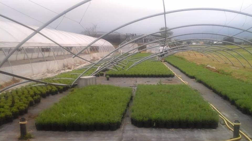 Maltempo, danni al settore agricolo Divelta serra a San Paolo d’Argon Maltempo, danni al settore agricolo Divelta serra a San Paolo d’Argon
