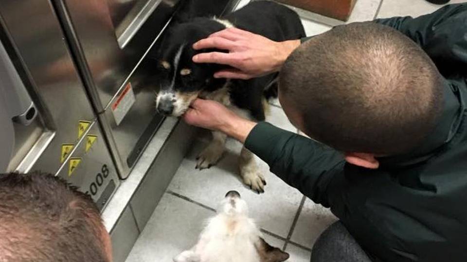 Capodanno, cani in fuga per i botti Raffica di segnalazioni su Facebook Capodanno, cani in fuga per i botti Raffica di segnalazioni su Facebook