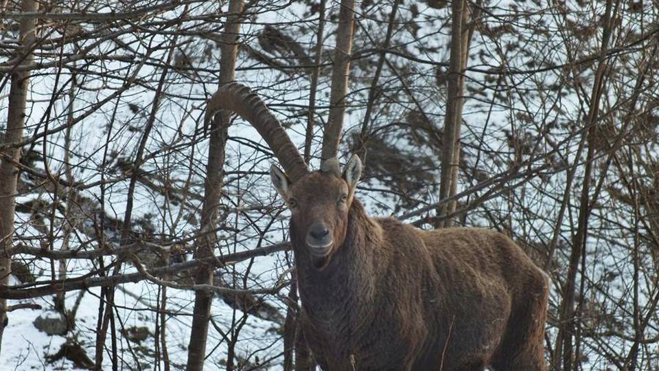 Val Seriana, è tornato il «Monco» - video Lo stambecco più famoso di Maslana Val Seriana, è tornato il «Monco» - video Lo stambecco più famoso di Maslana