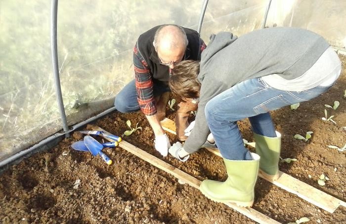 bambini al lavoro in serra a Scanzorosciate