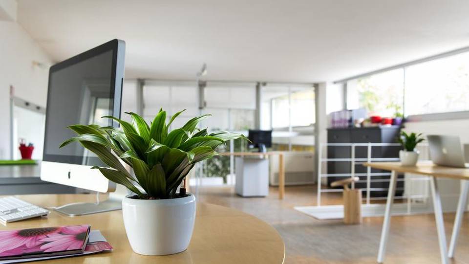 Ad Alzano un progetto «sano» Alla Hydro Ware c’è PianTina Ad Alzano un progetto «sano» Alla Hydro Ware c’è PianTina