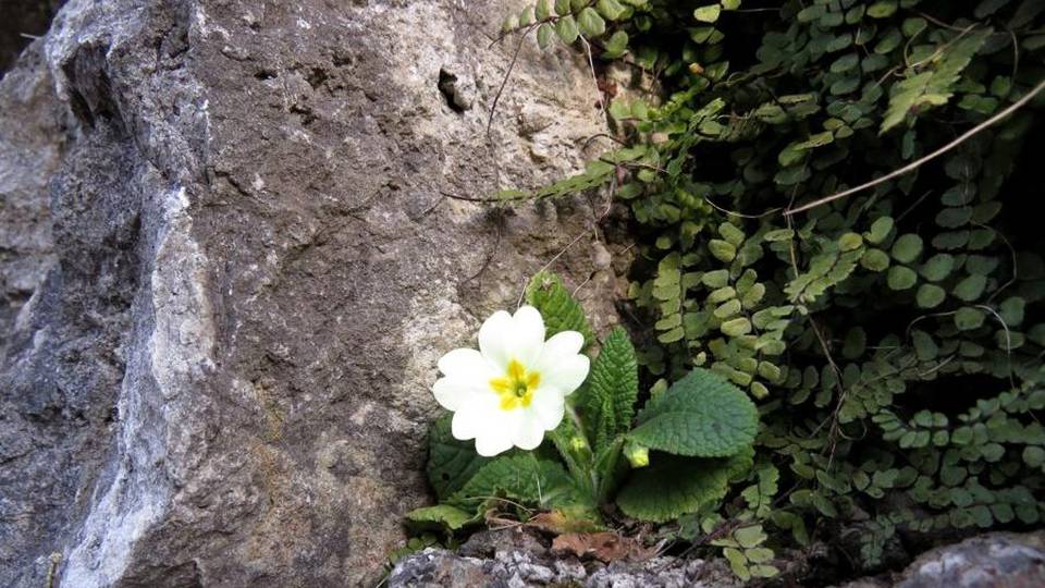 Fino a 17 gradi, piante ingannate Allarme Coldiretti: «falsa primavera» Fino a 17 gradi, piante ingannate Allarme Coldiretti: «falsa primavera»