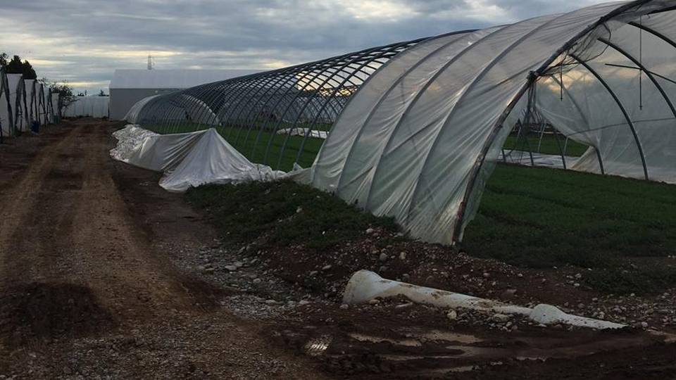 Clima sconvolto, agricoltura ko «Danni per 4-5 milioni di euro» Clima sconvolto, agricoltura ko «Danni per 4-5 milioni di euro»