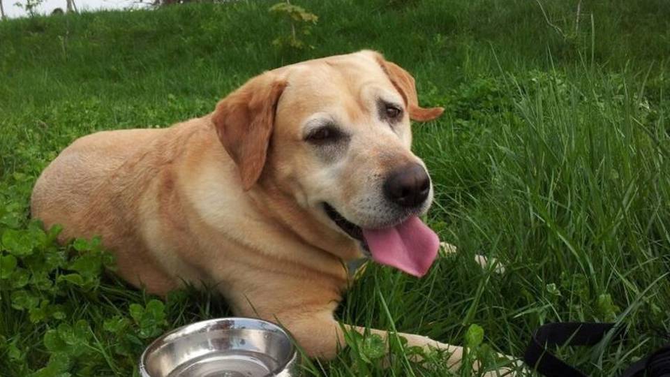 Cani e gatti negli ospedali, ora si può Ecco il nuovo regolamento regionale Cani e gatti negli ospedali, ora si può Ecco il nuovo regolamento regionale
