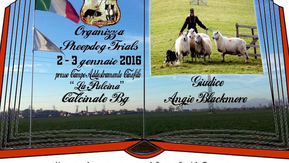 A Calcinate border collie in azione A Calcinate border collie in azione