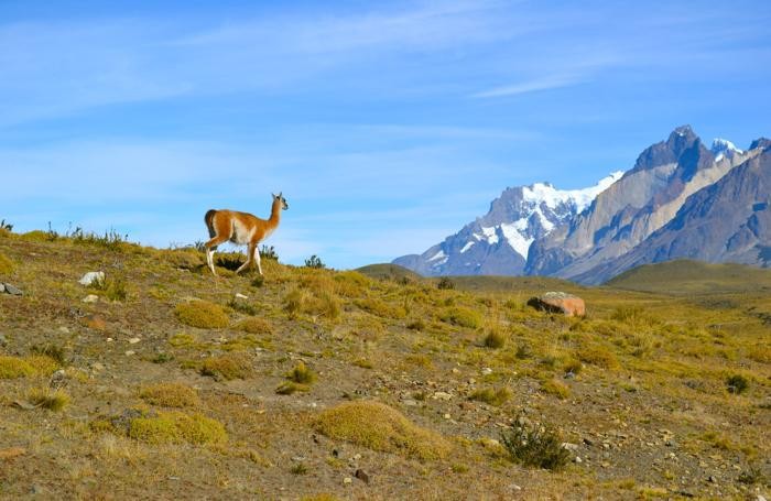 Un guanaco osserva le montagne. Sono i mammiferi più selvaggi presenti in queste zone, per la loro capacità di resistere alla scarsità d’acqua