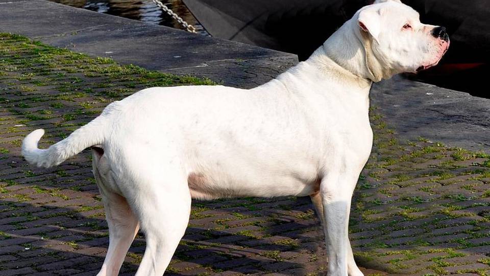 Turisti bergamaschi assaliti con i cani Fallisce la rapina, due arresti a Riccione Turisti bergamaschi assaliti con i cani Fallisce la rapina, due arresti a Riccione