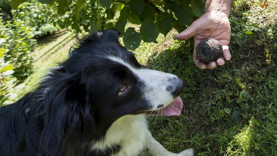 Ladri di cani alla sagra dei tartufi? Due casi in due anni a Bracca Ladri di cani alla sagra dei tartufi? Due casi in due anni a Bracca
