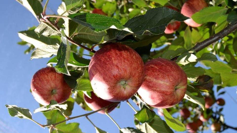 A Vedeseta le mele in piazza Tra gusti, sapori e bontà A Vedeseta le mele in piazza Tra gusti, sapori e bontà