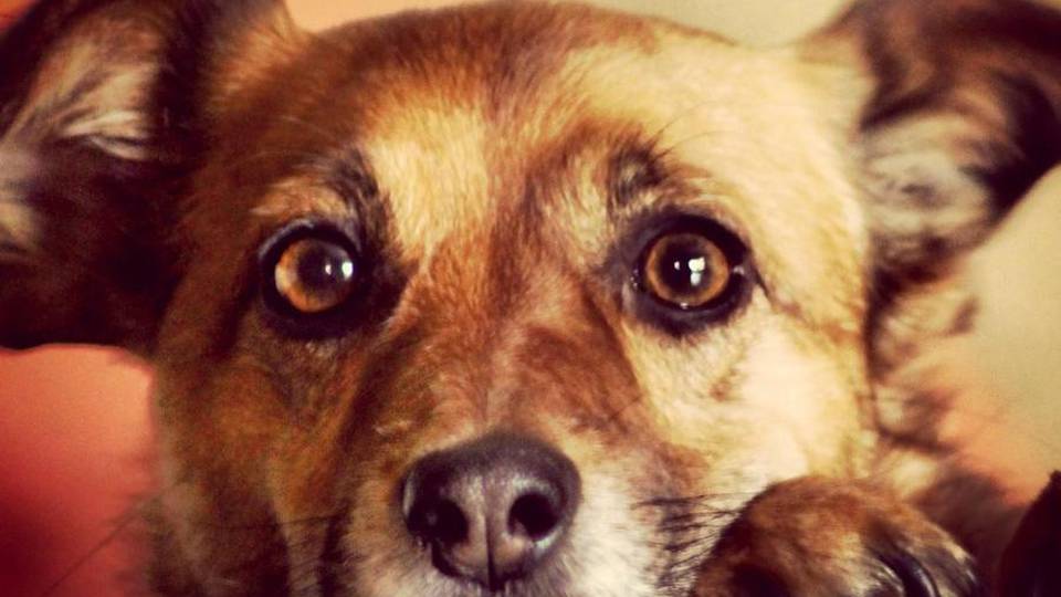 Cani e gatti negli ospedali Primo via libera della Regione Cani e gatti negli ospedali Primo via libera della Regione