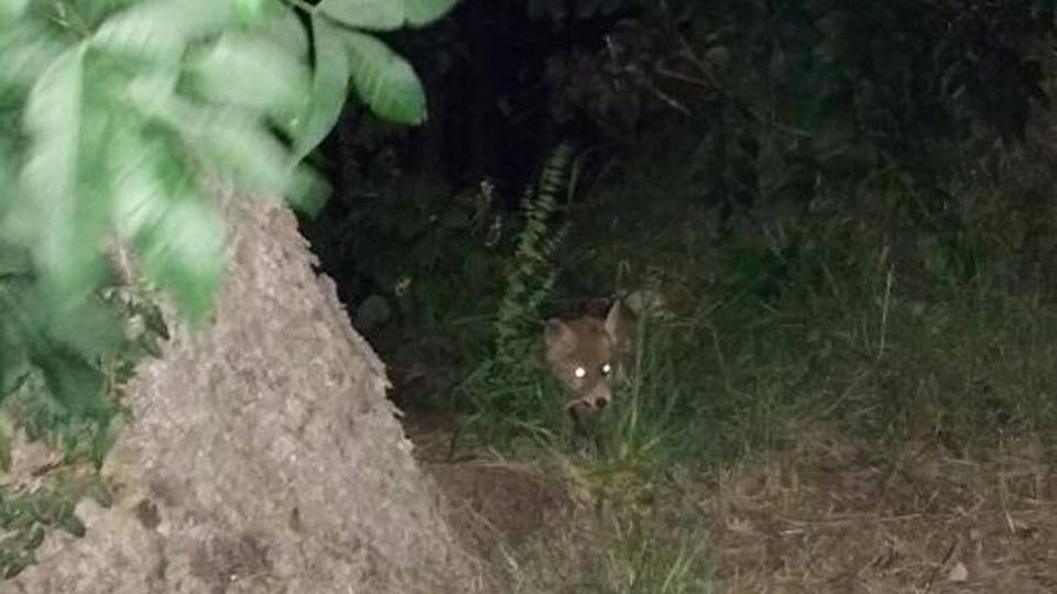 E ogni sera i cuccioli di volpe sbucano dal bosco a Berbenno E ogni sera i cuccioli di volpe sbucano dal bosco a Berbenno