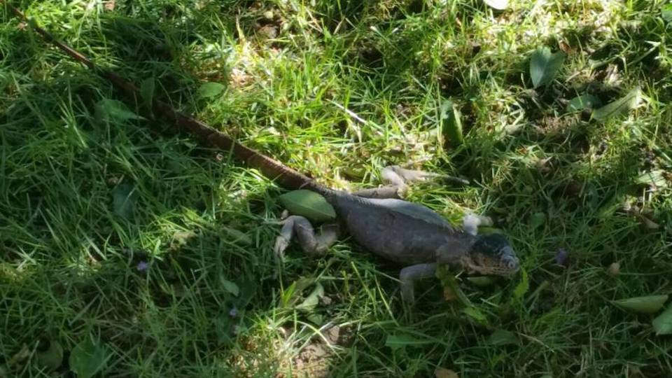 Ecco chi spunta ai Mercatanti... C’è pure un’iguana a spasso Ecco chi spunta ai Mercatanti... C’è pure un’iguana a spasso
