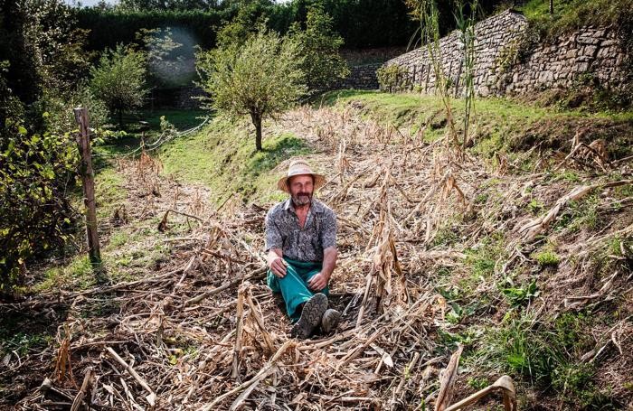 Il campo di mais di Luciano Masnada devastato dai cinghiali