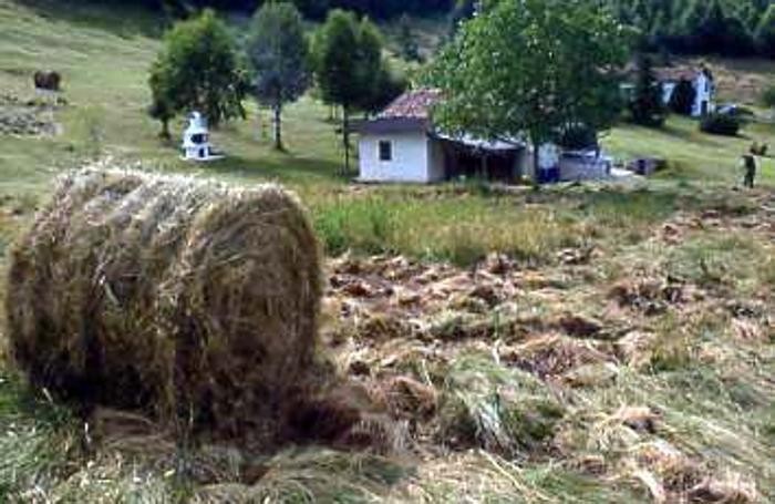 SOVERE - PASCOLI IN ZONA POSSIMO ROVINATI DAI CINGHIALI