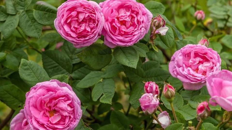 Rose in fiore, termometro a 25°C Ma il freddo è in agguato Rose in fiore, termometro a 25°C Ma il freddo è in agguato