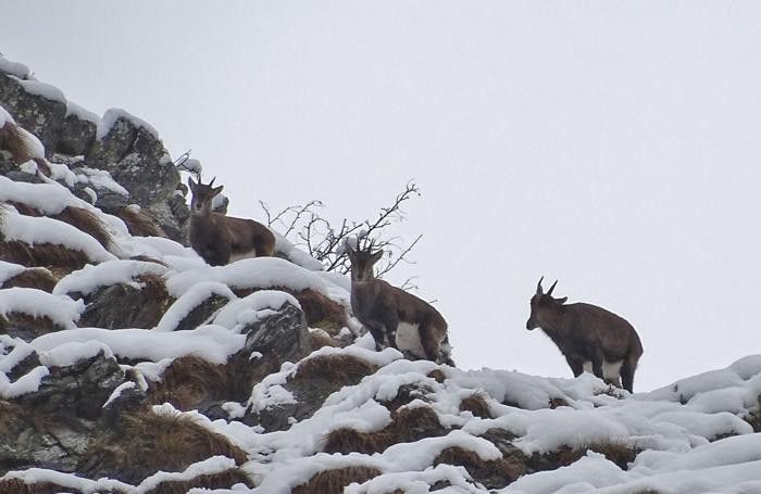 Risveglio sotto una nuova nevicata per gli stambecchi nei pressi del rifugio Merelli al Coca