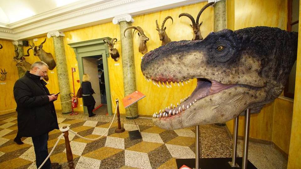 Ecco i dinosauri del Caffi - Foto Il video tra le sale della mostra Ecco i dinosauri del Caffi - Foto Il video tra le sale della mostra