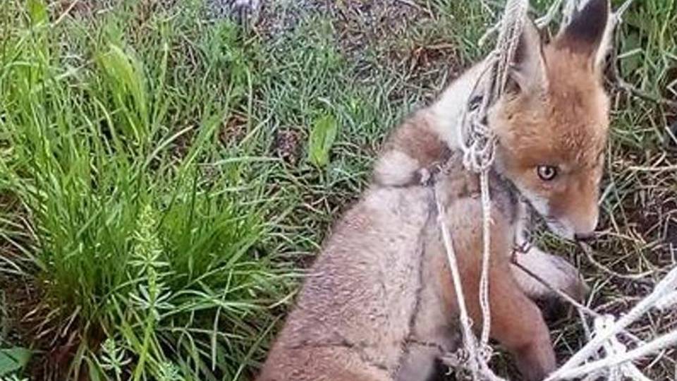 Volpacchiotto finisce in «rete» Lo libera e lo salva il vigile -Foto Volpacchiotto finisce in «rete» Lo libera e lo salva il vigile -Foto