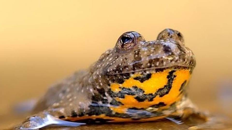 Nuove oasi nel Parco dei Colli Le specie (rare) che saranno salvate-Foto Nuove oasi nel Parco dei Colli Le specie (rare) che saranno salvate-Foto