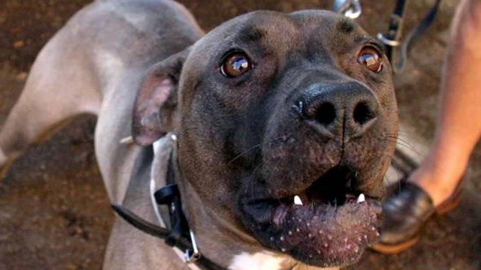 Paura per un 44enne a Treviglio Un pitbull gli stacca un pezzo di labbro Paura per un 44enne a Treviglio Un pitbull gli stacca un pezzo di labbro