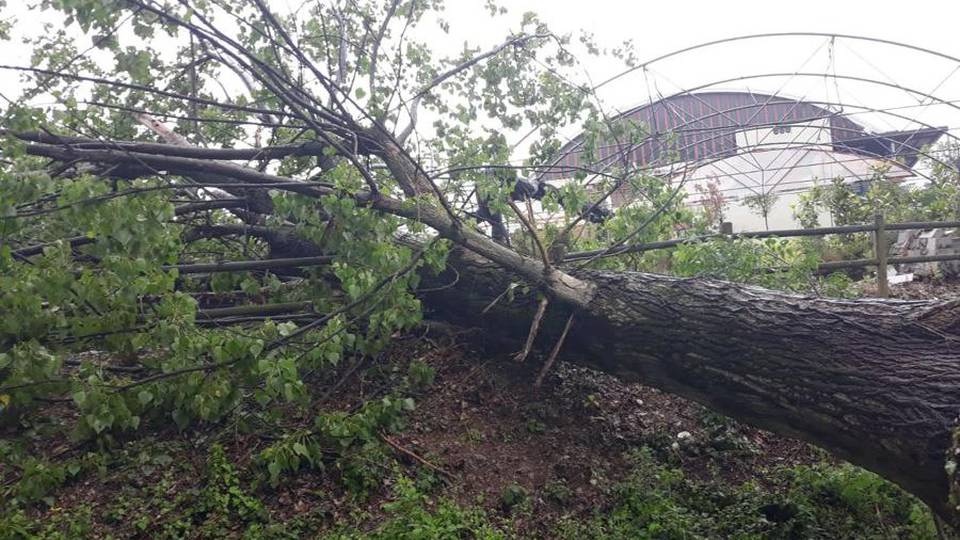 Trescore, albero si abbatte su una serra Fango in un’azienda agricola a Casazza Trescore, albero si abbatte su una serra Fango in un’azienda agricola a Casazza