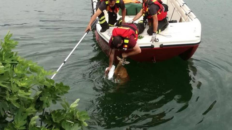 Capriolo si spaventa e finisce nel lago Salvato in extremis dai vigili del fuoco Capriolo si spaventa e finisce nel lago Salvato in extremis dai vigili del fuoco
