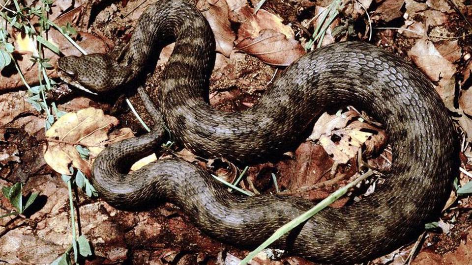 Valbondione, morso da una vipera Ricoverato in ospedale con l’elisoccorso Valbondione, morso da una vipera Ricoverato in ospedale con l’elisoccorso