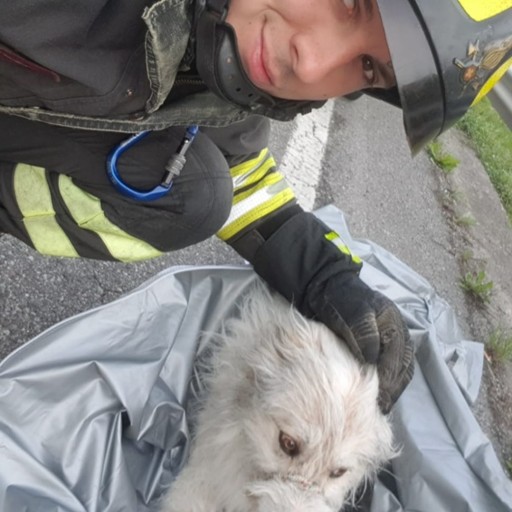Cane con la zampa rotta nel canale Albino, salvato dai Vigili del Fuoco