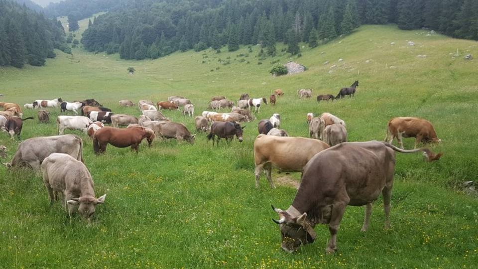 Premolo, malore di notte in alpeggio Muore 46enne di Gorno Premolo, malore di notte in alpeggio Muore 46enne di Gorno