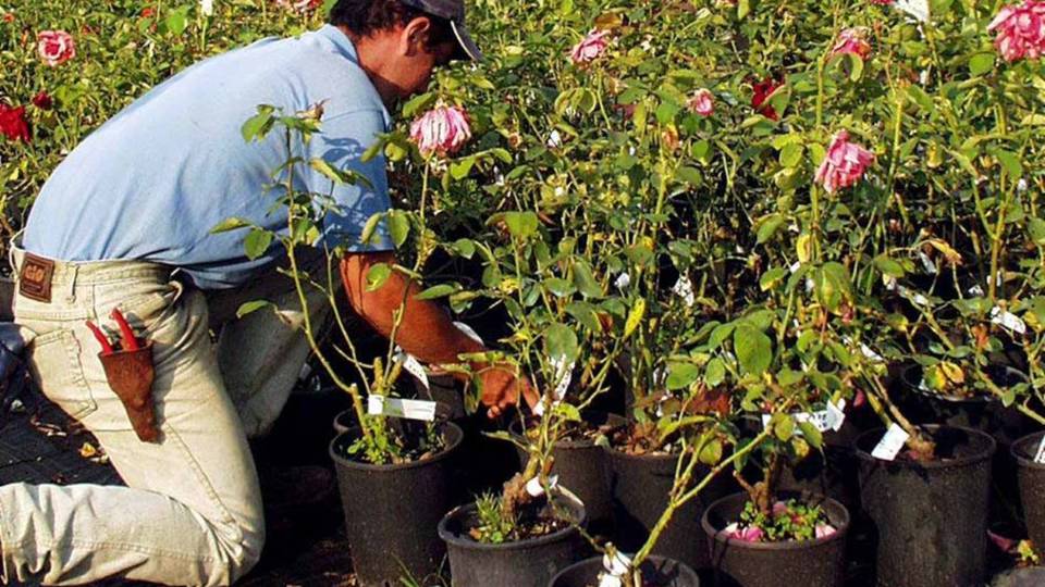 Via libera alla manutenzione del bosco Ok a cura verde e vendita dei fiori Via libera alla manutenzione del bosco Ok a cura verde e vendita dei fiori