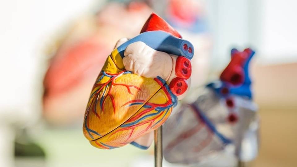 Covid pericoloso anche per il cuore e le arterie Covid pericoloso anche per il cuore e le arterie